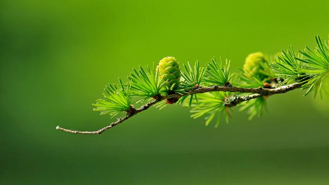 Ilustrasi tumbuhan gymnospermae