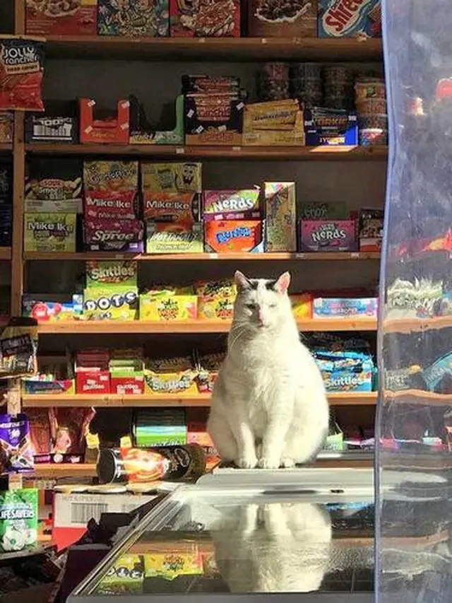 6 Potret Hewan Ada di Warung Ini Bikin Penjual Kaget, Kocak