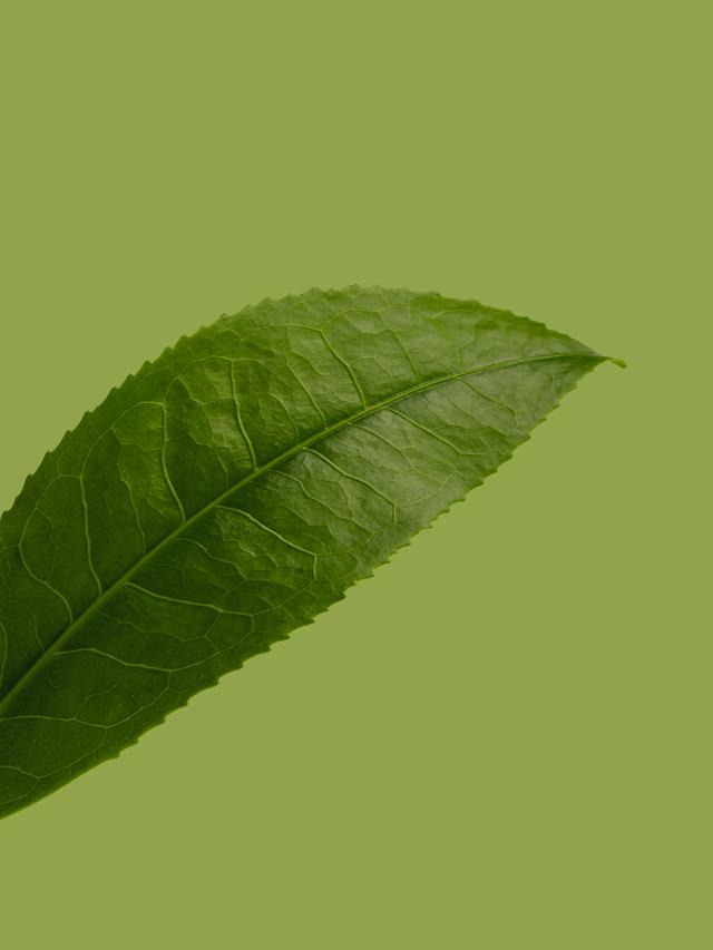 Air Rebusan Daun Sirsak