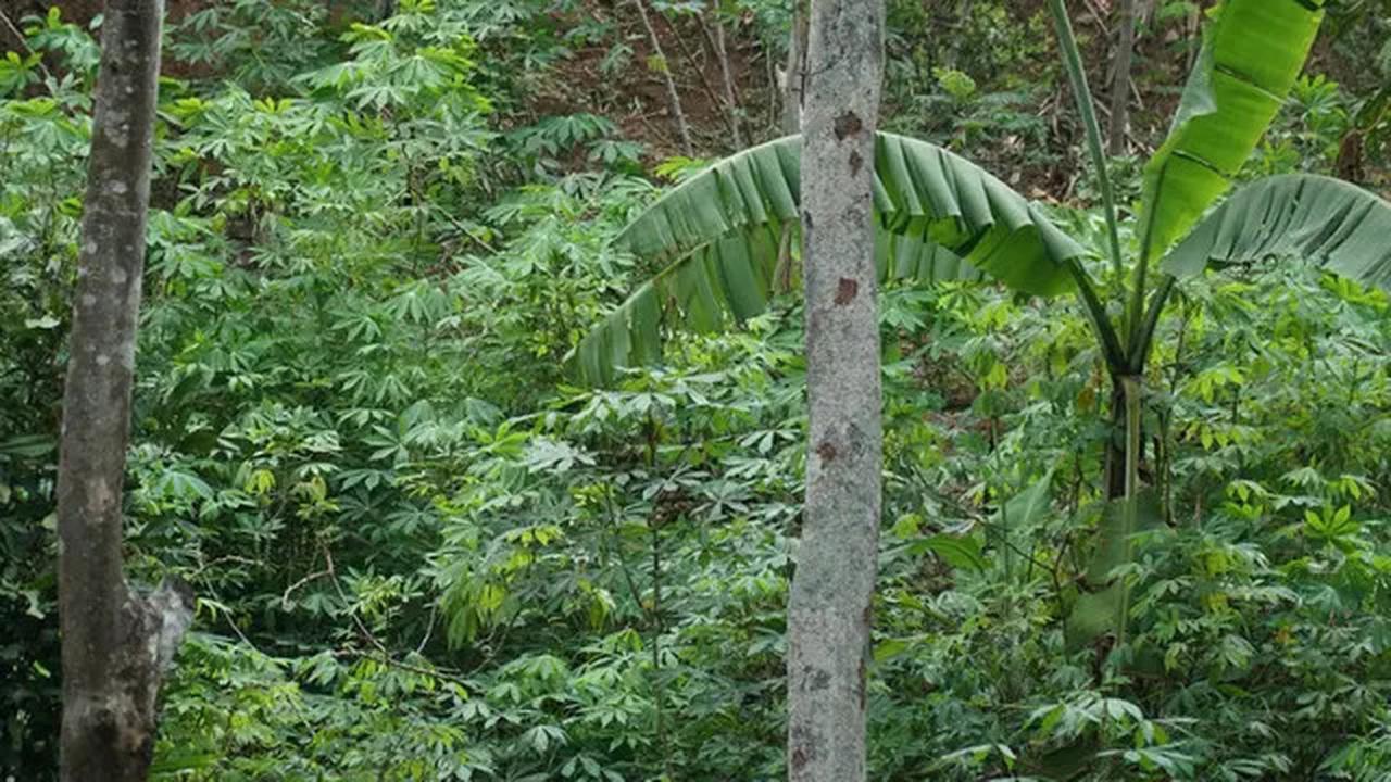 Menhut Bentuk Tim Percepatan Penetapan Hutan Adat, Diisi Akademisi hingga LSM