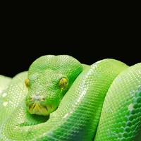 Ilustrasi ular/credit: pexels.com/pixabay