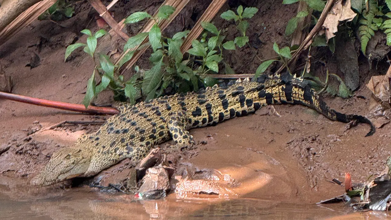 Buaya berjemur di dekat SMA Kota Depok. (Liputan6.com/Dicky Agung Prihanto)