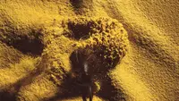 Solein merupakan bubuk serupa mustard yang memiliki rasa ringan. Diinisiasi oleh Solar Foods, Solein menjadi sumber makanan pengganti berkelanjutan. (sumber: Solar Foods)