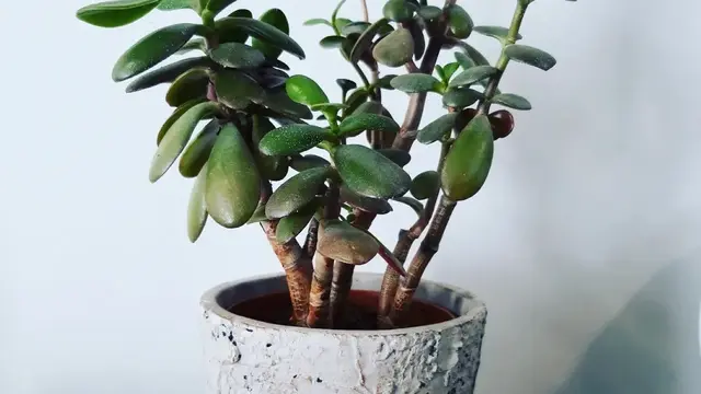 10 Tanaman Cantik yang Mudah untuk Ditanam di Rumah