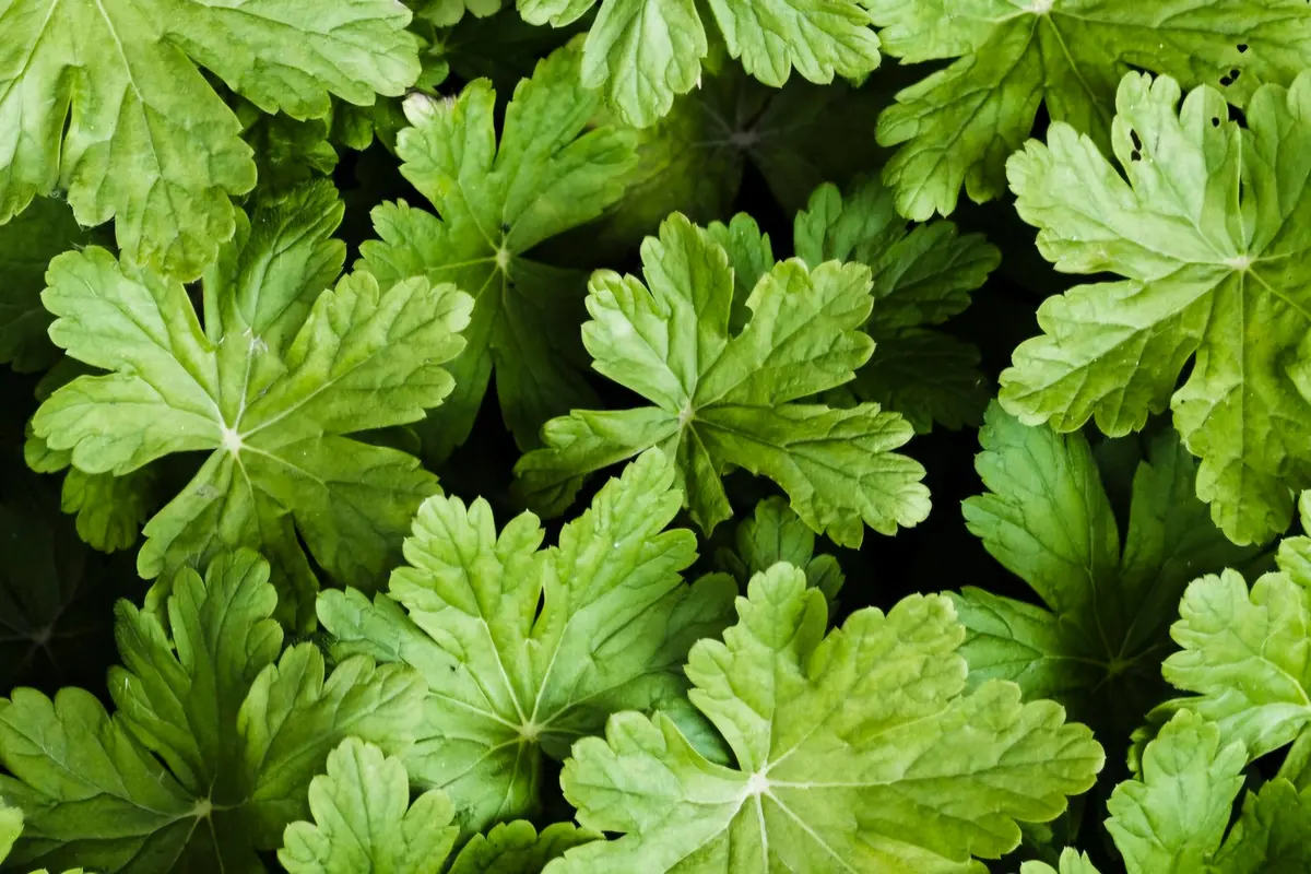 Masuk Kategori Kandungan Bahan Populer di Tren Kecantikan, Mugwort Semakin jadi Andalan Beauty Enthusiast (Foto dok : Freepik/freepik)