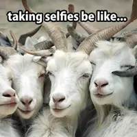 Hidup ini terlalu indah untuk dibawa sedih. Nih, pantengin 10 foto kambing paling lucu se-Internet!