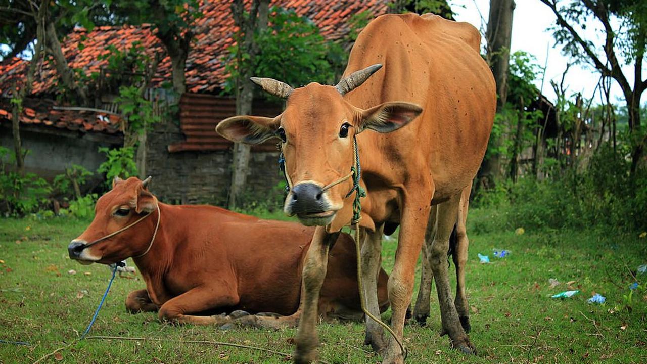 Ilustrasi Sapi Madura