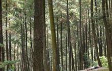 10 Wisata Bogor Sentul yang Seru dengan Panorama Cantik, Wajib Mampir