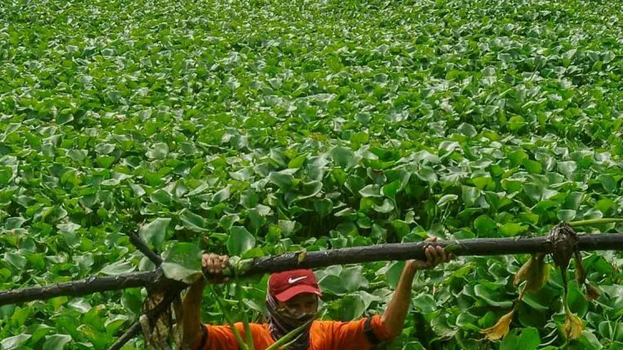 Petugas menemukan batang pohon saat melakukan pembersihan eceng gondok.