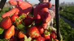Seorang petani Mesir menunjukkan hasil panen stroberi di sebuah ladang di Toukh, di luar Kairo, Rabu (18/1/2023). Mesir telah memasuki musim panen stroberi musim dingin. (AP Photo/Amr Nabil)