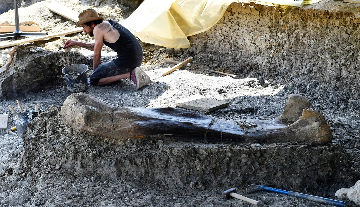 Peneliti National History Museum of Paris membersihkan tulang panggul didekat penemuan tulang paha dinosaurus raksasa Sauropoda di sebuah situs penggalian di barat daya Prancis, 24 Juli 2019. Tulang-tulang tersebut ditemukan pada lapisan tanah liat yang tebal oleh tim relawan. (GEORGES GOBET/AFP)