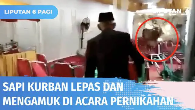 Lepas dari ikatan saat akan disembelih, seekor sapi mengamuk hingga masuk ke acara pernikahan warga di Pegadungan, Kalideres Minggu (10/07) siang. Meski sempat merusak acara, sapi kurban akhirnya dapat dibawa ke lokasi penyembelihan.