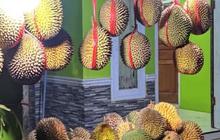 2 Kabupaten Ini Jadi Sentra Durian Unggul di Jawa Barat, Ada Jenis Jarot yang Kecil-Kecil Cabe Rawit