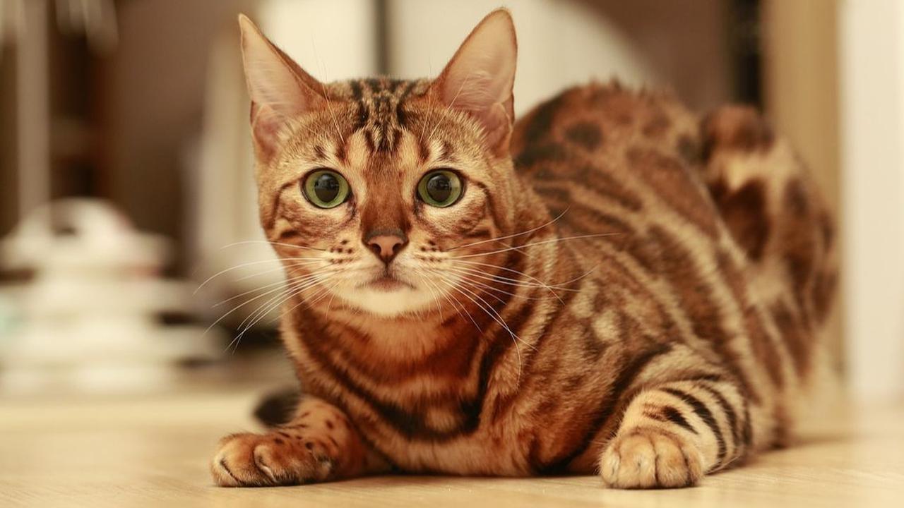 Asal-usul Kucing Bengal