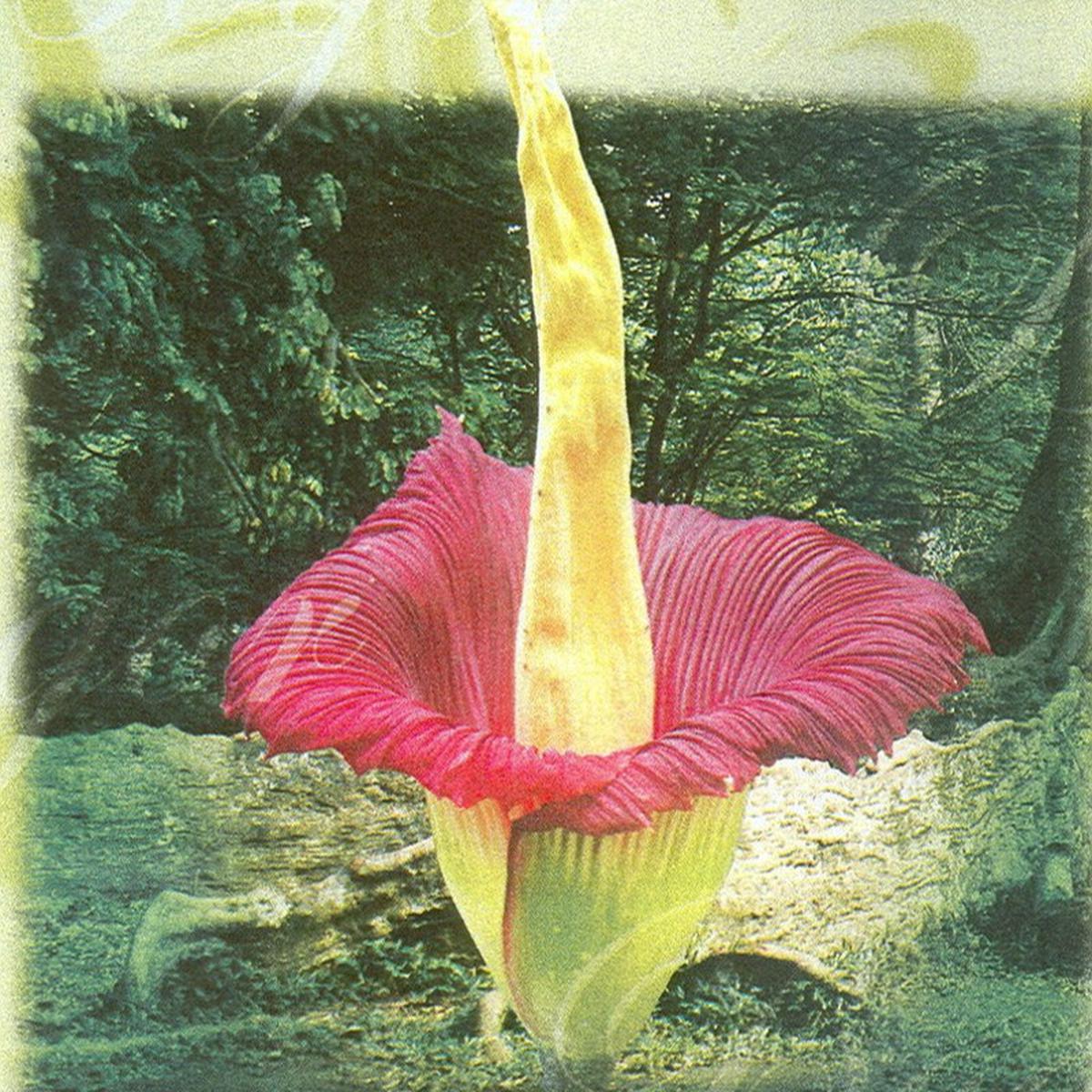 Titan Arum