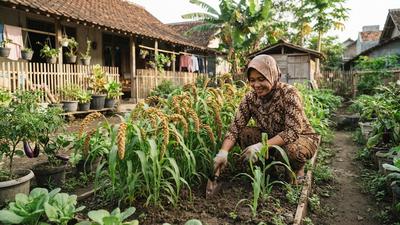 Cara Menanam Jawawut untuk Pangan Keluarga, Pilihan Serealia Alternatif