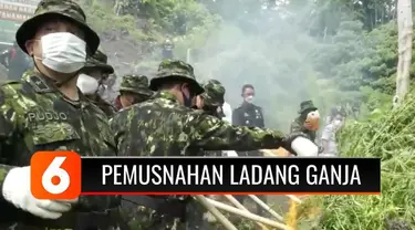 Sebanyak 15 ton ganja dimusnahkan dari ladang ganja di Perkampungan Pulau Lamteuba, Aceh Besah, Aceh, Rabu pagi.