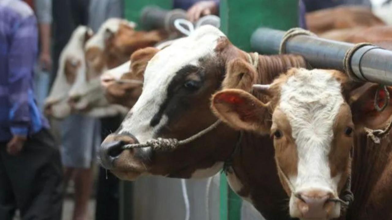 Ingin Kurban Idul Adha? ini Daftar Harga Kambing & Sapi Terbaru 2025 di Pulau Jawa