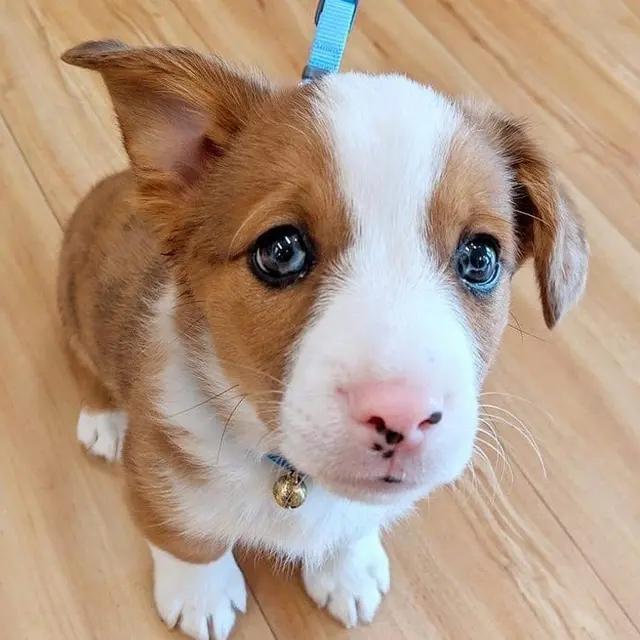 6 Potret Anjing dari Perkawinan Beda Ras Ini Lucu Banget