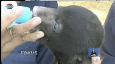 Beruang madu melahirkan secara normal tanpa pertolongan medis di Taman Margasatwa Seruling Mas, Banjarnegara, Jawa Tengah.