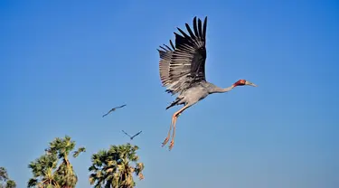 Bangau Sarus Timur yang terbang menjauh setelah dilepasliarkan di waduk Huai Chorakhe Mak, Buriram, Thailand, Minggu (25/12/2022). Fakta unik bangau Sarus ini mereka bisa tumbuh setinggi manusia dewasa. (Lillian SUWANRUMPHA / AFP)