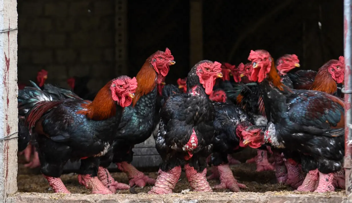 Ayam Dong Tao berdiri di pintu sebuah peternakan unggas di Provinsi Hung Yen, Vietnam, 12 Januari 2023. Dong Tao merupakan jenis ayam langka asal Vietnam yang memang dikenal memiliki daging sangat lezat. (Nhac NGUYEN/AFP)