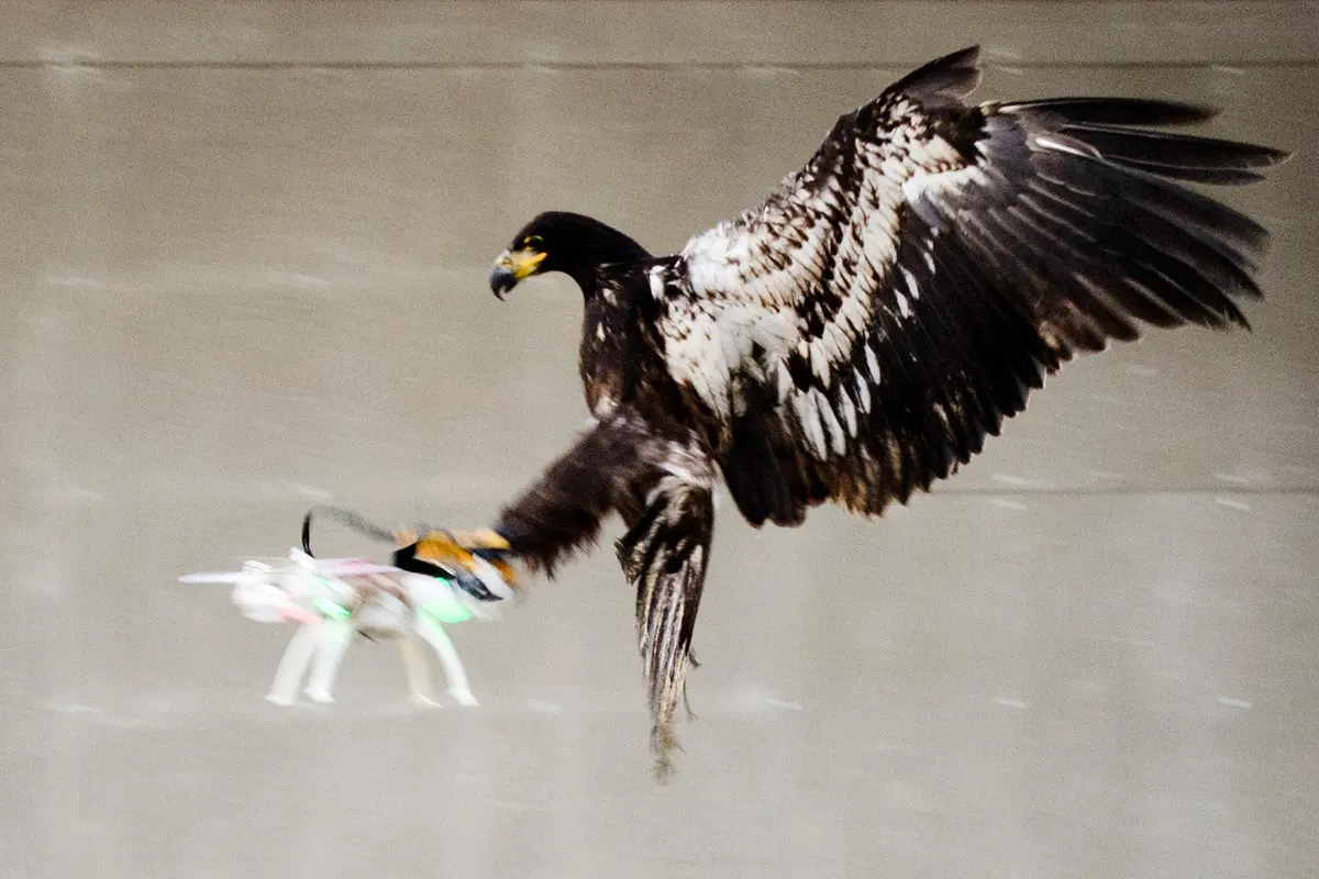 20160202-Hati-hati di Belanda Ada Elang Penghancur Drone