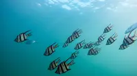 5 Ciri-ciri Ikan yang Umum Dimiliki, Pahami Juga Klasifikasinya