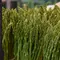 Cara Menanam Asparagus di Pekarangan Rumah, Satu Sayur Bisa Diolah Jadi Berbagai Sajian Lezat