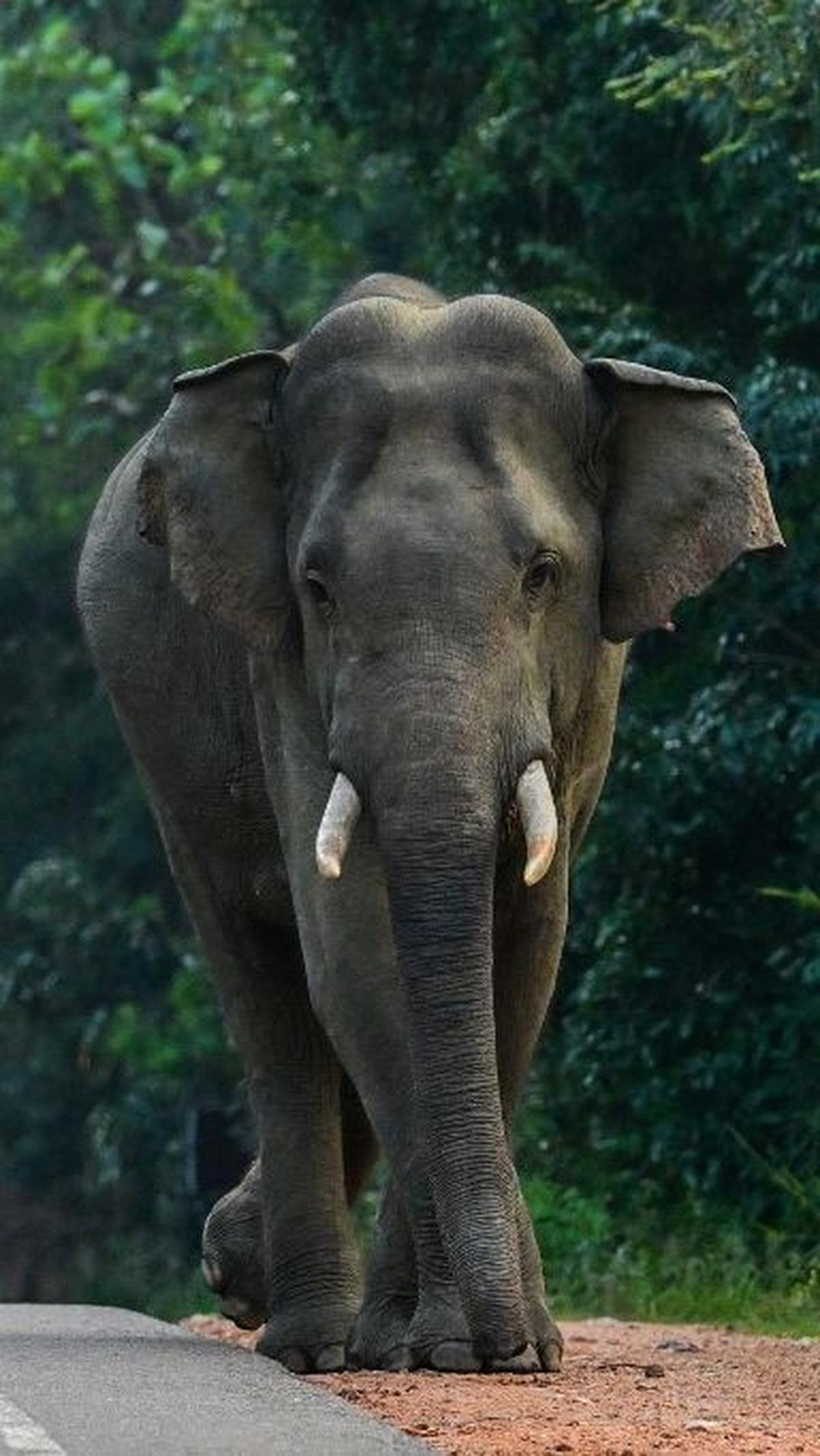 Uniknya, beberapa kawasan lindung tersebut memiliki jalan raya beraspal atau beton yang bisa dilalui masyarakat umum. Sehingga kerap kali dijumpai gajah-gajah liar yang berlalu-lalang di jalanan tersebut.&nbsp;Ishara S. Kodikara/AFP<br>