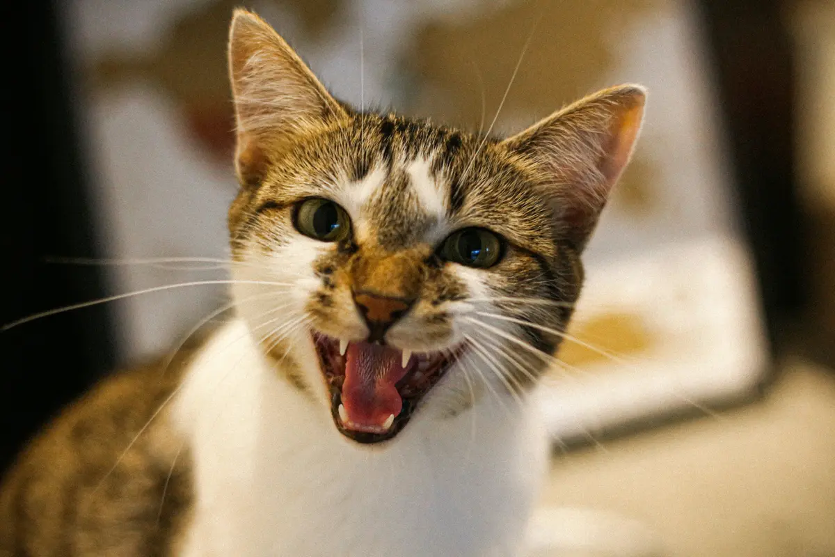 Arti Suara Meow Kucing