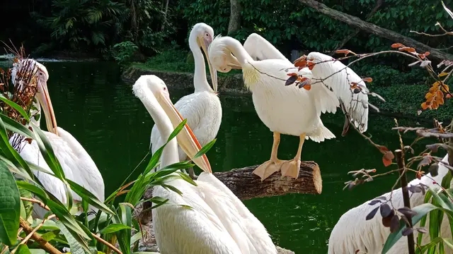 Singapore Zoo
