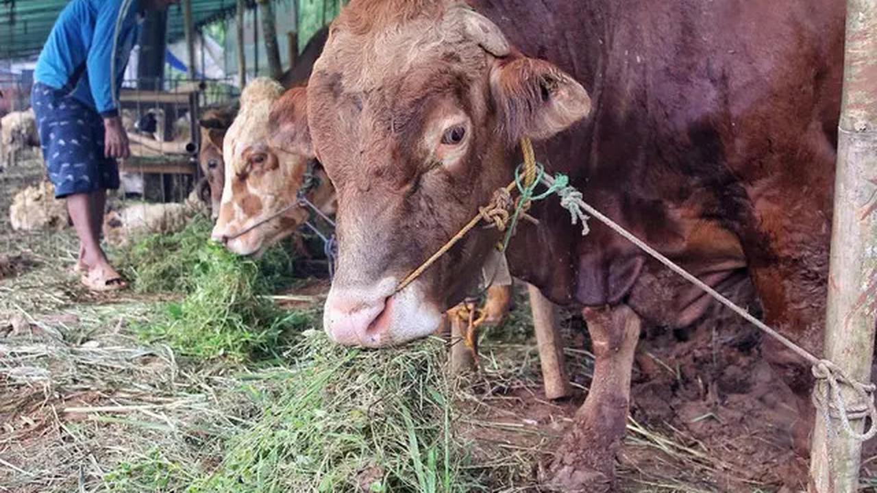Jelang Idul Adha 1446 Hijriah, Penjualan Hewan Kurban Marak di Jakarta