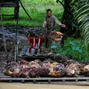 Agrinas Palma Ditugaskan Buka 400 Ribu Ha Kebun Sawit Baru