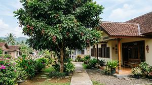 7 Tips Merawat Pohon Matoa agar Cepat Rindang, Daunnya Lebat dan Tumbuh Sehat