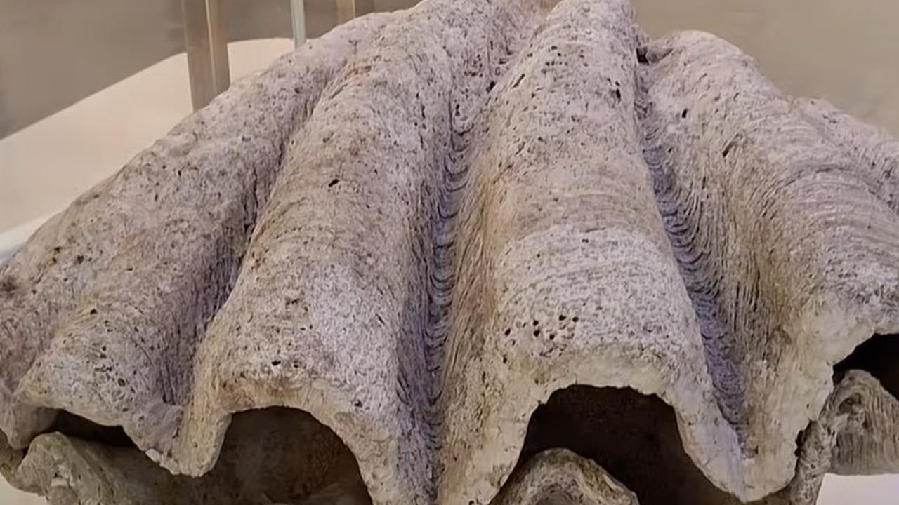 Fosil kerang jejak peninggalan Bandung saat masih menjadi lautan di Museum Geologi