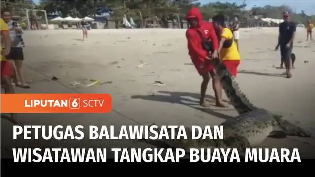 Buaya muara terdampar di Pantai Legian, Badung, Bali, pada Rabu (04/01) petang. Badan penyelamat wisata Tirta Badung, Legian berhasil mengevakuasi buaya sepanjang 3 meter ini agar tidak membahayakan wisatawan di Pantai Legian.