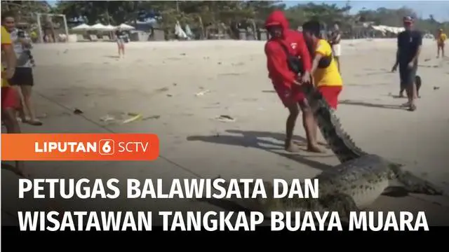 VIDEO: Buaya Muara Sepanjang 3 Meter Terdampar di Pantai Legian Bali