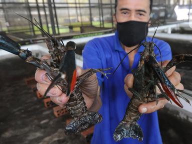Petani menunjukkan lobster air tawa asal Australia di pembudidayaan BFC Mini Farm di Cipuatat, Banten, Rabu (6/10/2021). Di tengah pandemi, permintaan lobster air tawar untuk konsumi dalam negeri dengan harga antara Rp 150 ribu/kg hingga Rp 275 ribu/kg stabil. (merdeka.com/Arie Basuki)