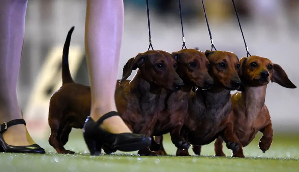 Anjing dachshund, juga dikenal sebagai anjing sosis ikut tampil dalam kontes binatang peliharaan "Hund & Katz" di Dortmund, Jerman, Minggu (11/5/2014) (AFP Photo/ Patrik Stollarz)