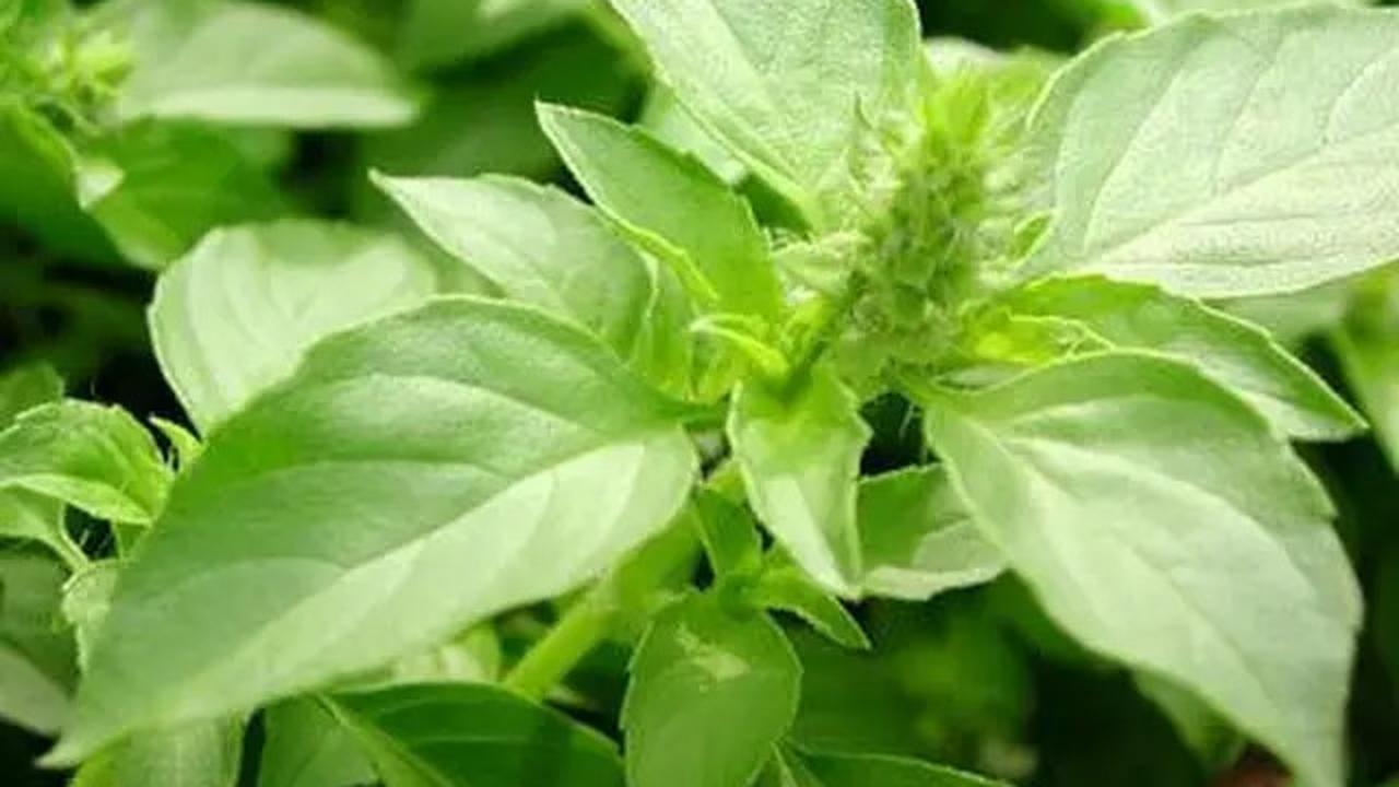 Resep dan Khasiat Serai dan Kemangi, Minuman Herbal Penurun Kolesterol