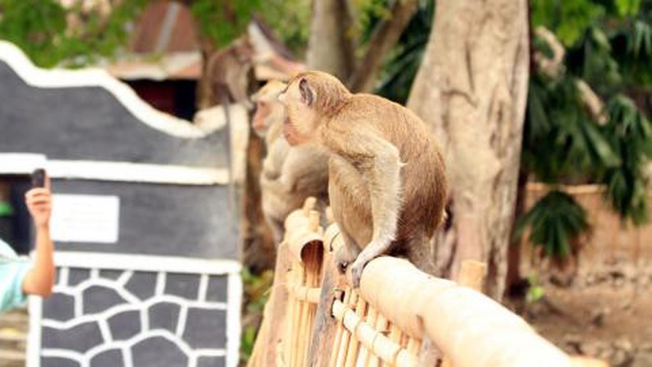 Pesugihan kethek di Ngujang, jelmaan 2 santri yang dikutuk