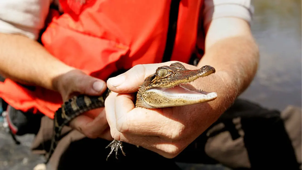 Buaya