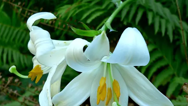 Ilustrasi bunga lili (Wikimedia Commons)