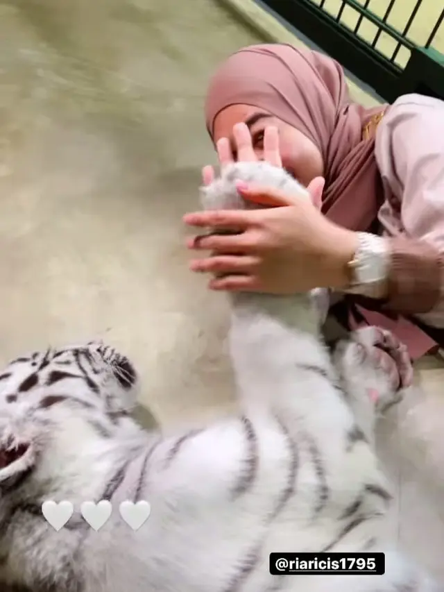 Ria Ricis Digigit Harimau
