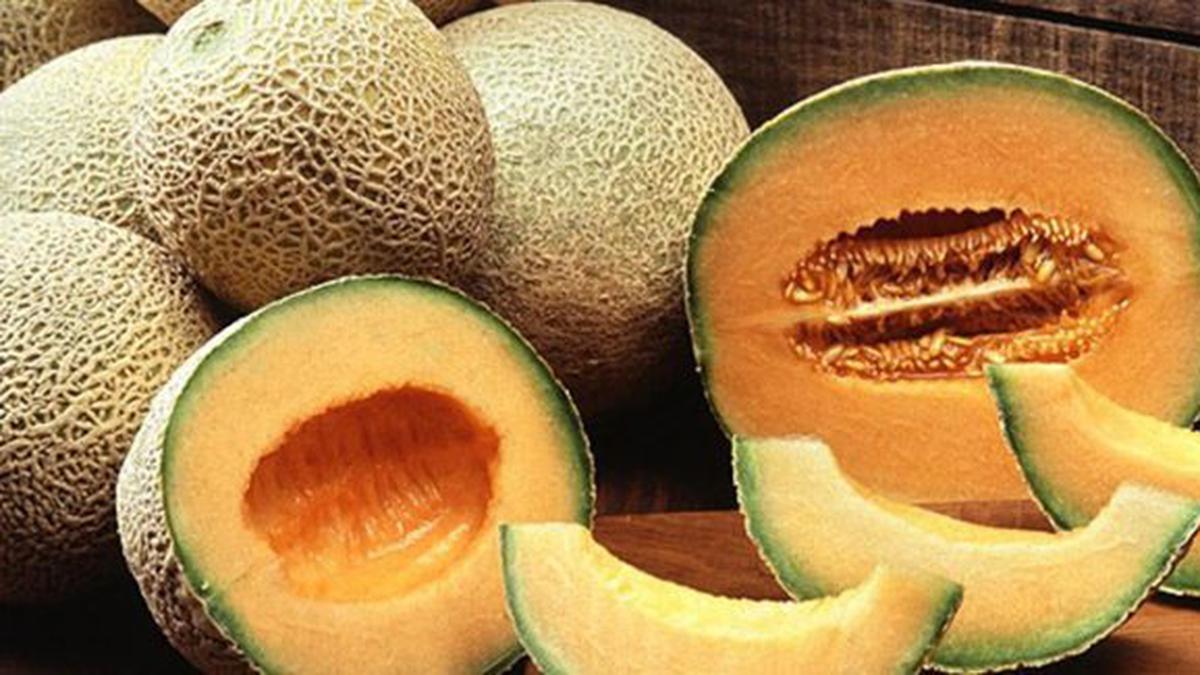 Melon: Buah Segar dengan Segudang Manfaat Kesehatan