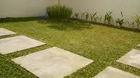 Ragam Jenis Rumput untuk Taman Rumah