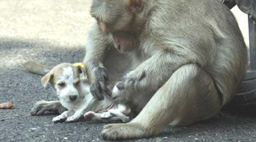 Kasih Sayang Tanpa Batas, Seekor Monyet Adopsi Anak Anjing