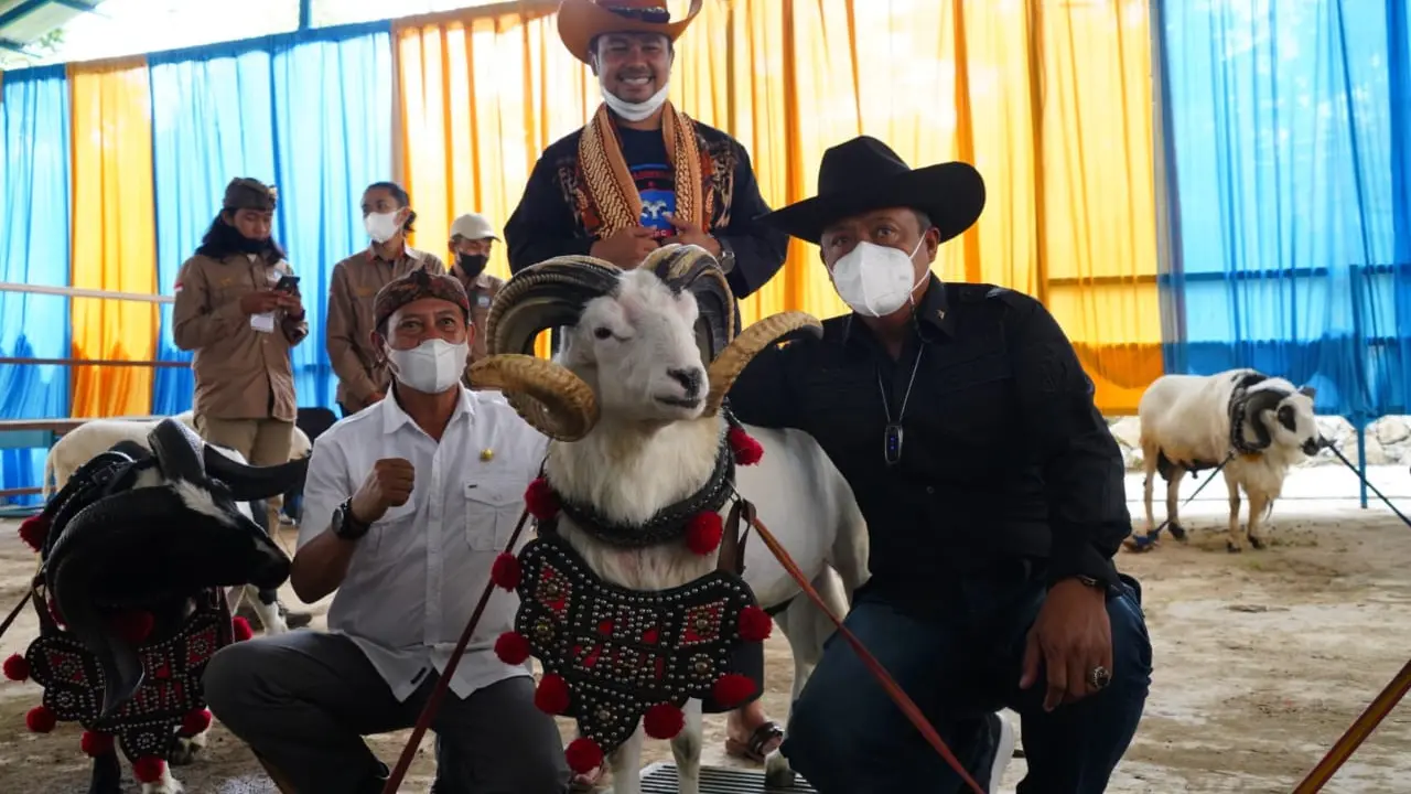 Kontes ternak domba Garut di tengah pandemi covid-19 dinilai tepat untuk menggairahkan perekonomian kalangan peternak domba Garut saat ini.