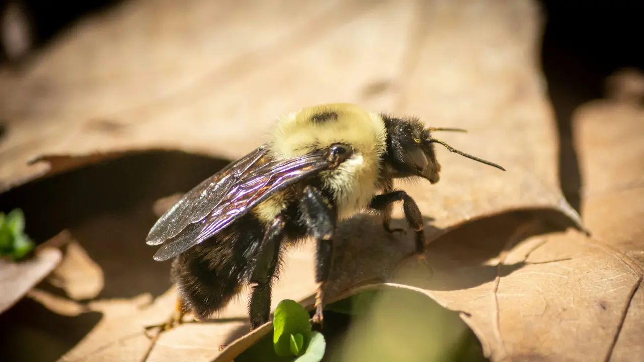 Carpenter Bee